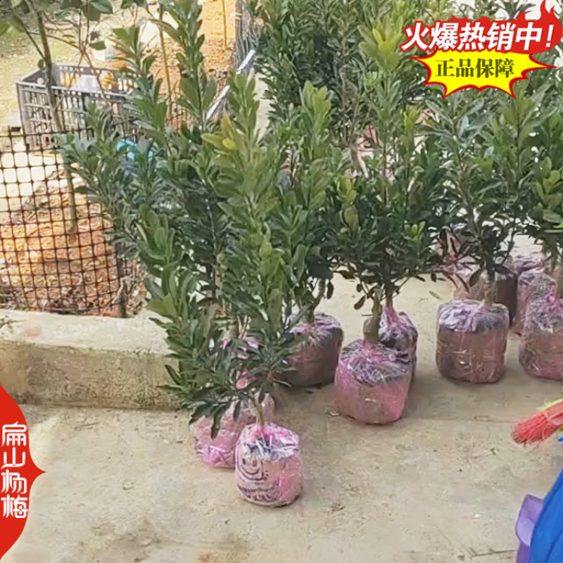 1年实生杨梅苗种子福建杨梅小杯苗没有嫁接杨梅树小杯苗批发