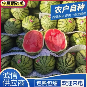 《宁夏金花西瓜》金花1号+6号宁夏西瓜/农户自产自销