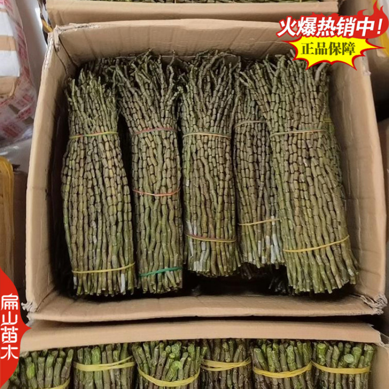 按斤称新鲜铁皮石斛鲜条枫斗寸条烤条牙牙条