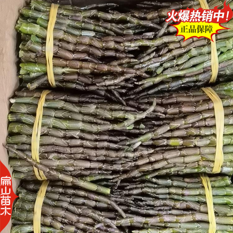 按斤称新鲜铁皮石斛鲜条枫斗寸条烤条牙牙条