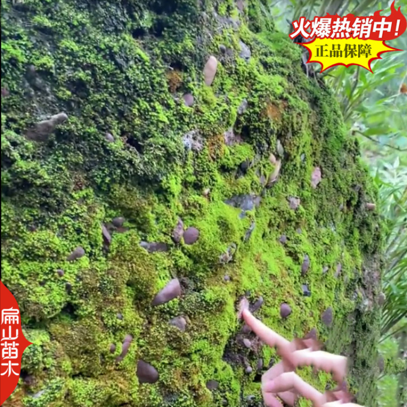 按斤称新鲜铁皮石斛鲜条枫斗寸条烤条牙牙条