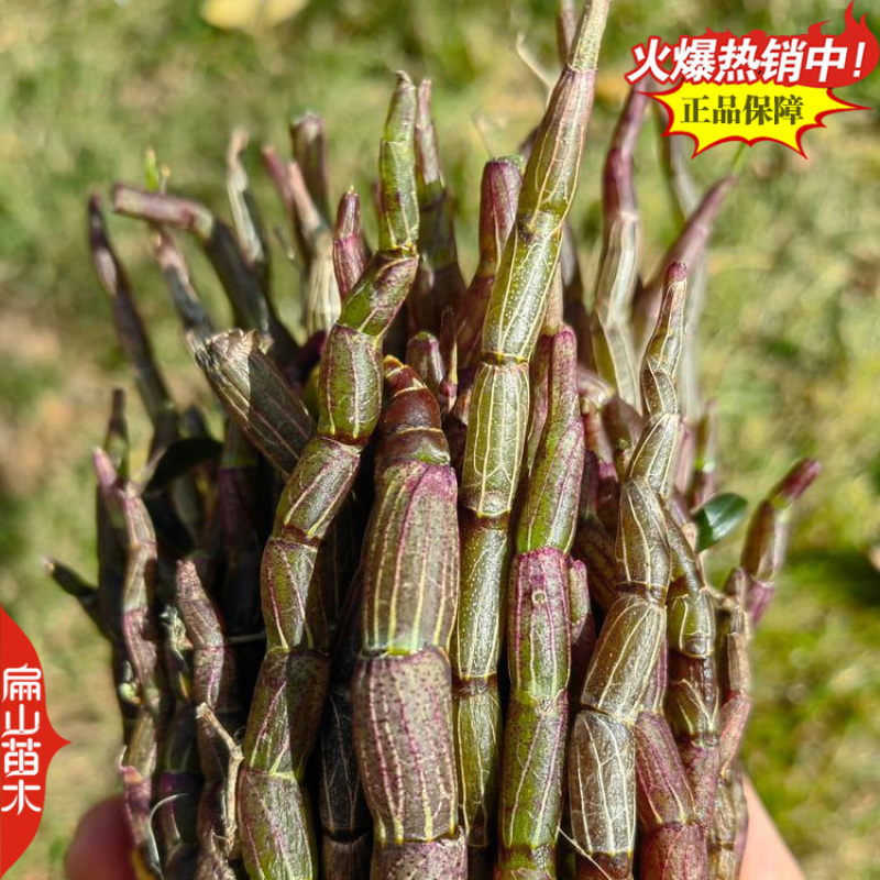 按斤称新鲜铁皮石斛鲜条枫斗寸条烤条牙牙条