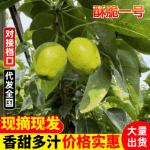 江苏精品水果酥脆一号梨子新鲜现货大量上市可视频看货