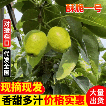 江苏精品水果酥脆一号梨子新鲜现货大量上市可视频看货