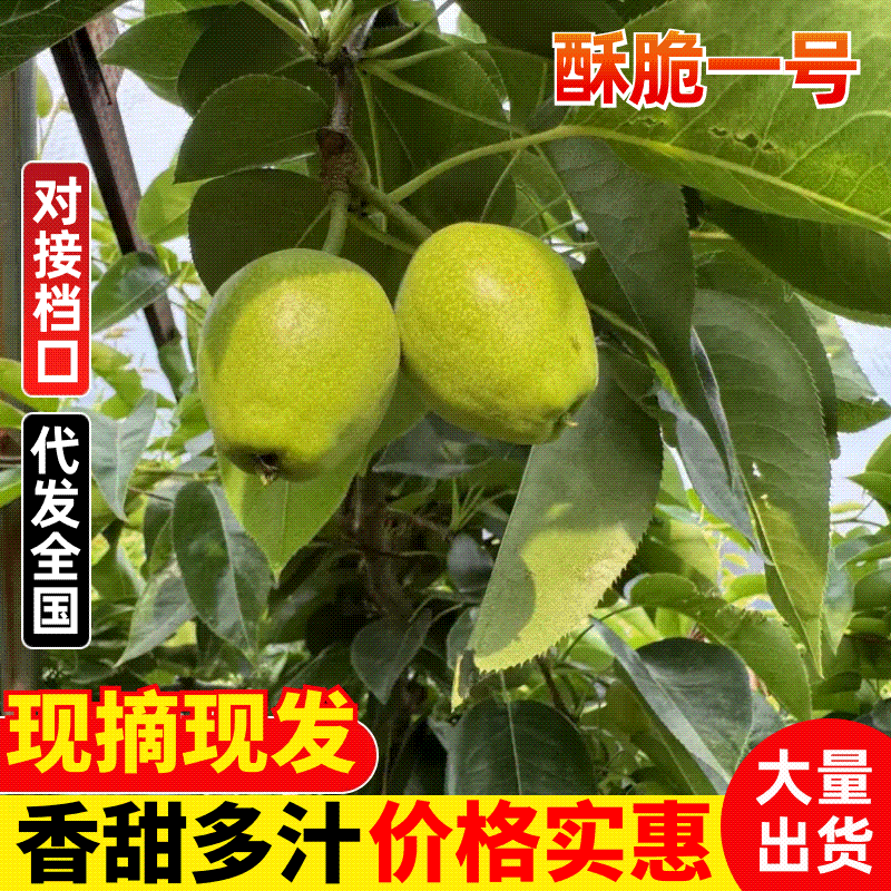 江苏精品水果酥脆一号梨子新鲜现货大量上市可视频看货