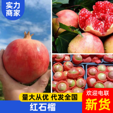 红石榴四川石榴产地直发对接全国电商市场社区团购等