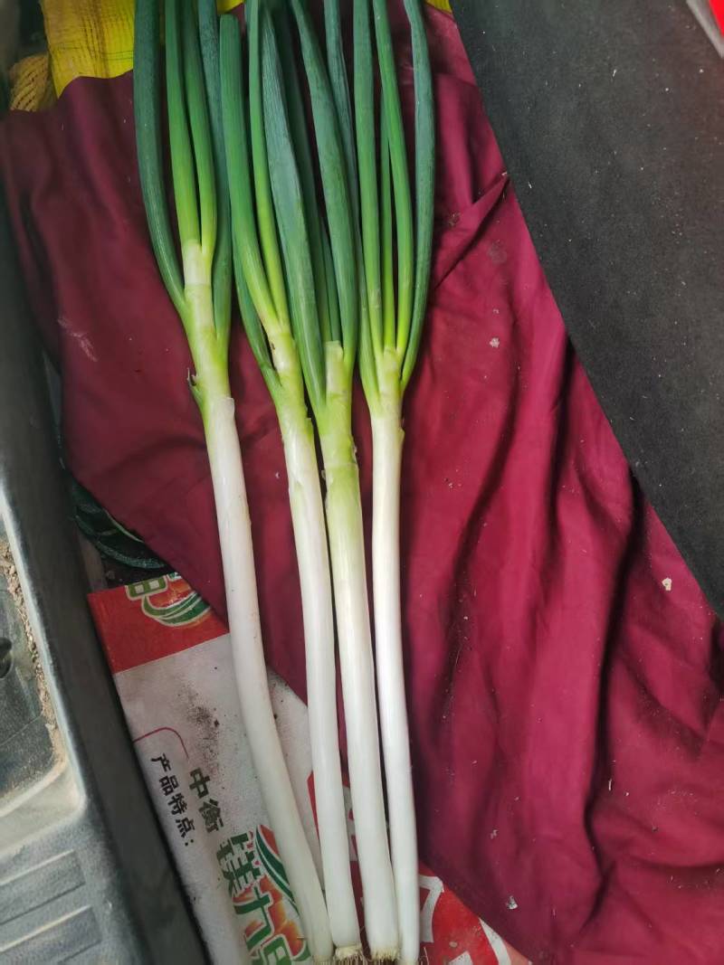 陕西宝鸡铁杆大葱产地直发量大价低对市场商超
