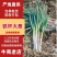 陕西宝鸡铁杆大葱产地直销大量有货基地直发