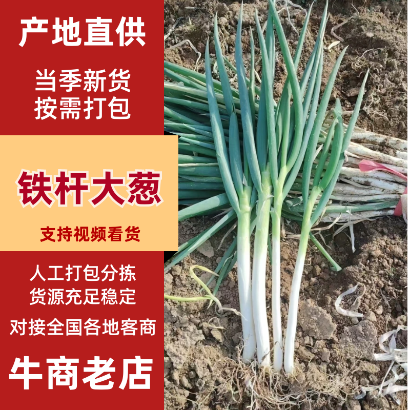 陕西宝鸡铁杆大葱产地直销大量有货基地直发