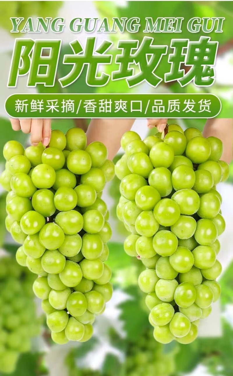 四川阳光玫瑰一件代发产地直发一手货源对接各大电商平台