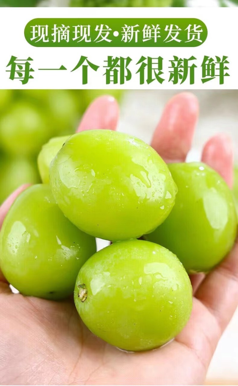 四川阳光玫瑰一件代发产地直发一手货源对接各大电商平台