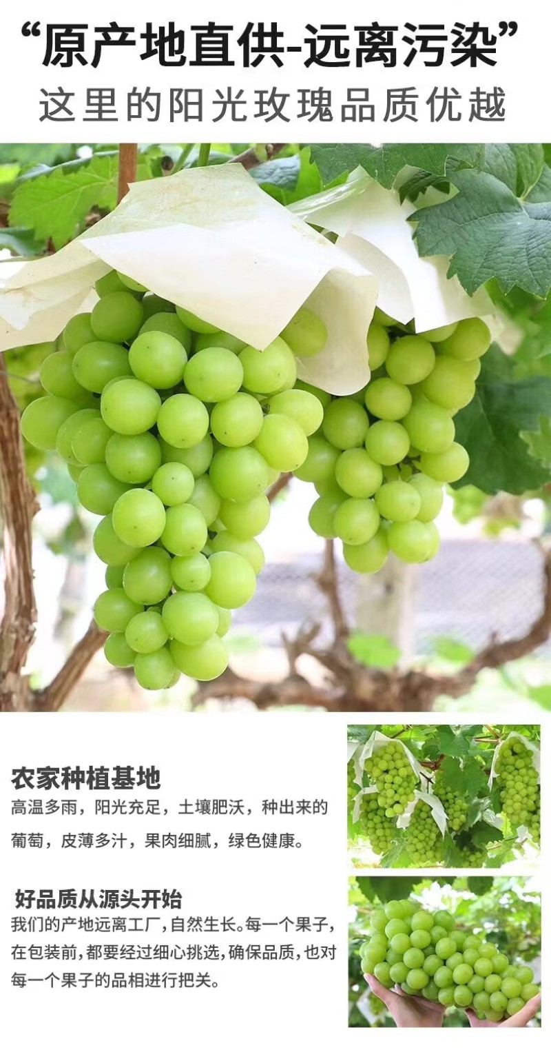 四川阳光玫瑰一件代发产地直发一手货源对接各大电商平台