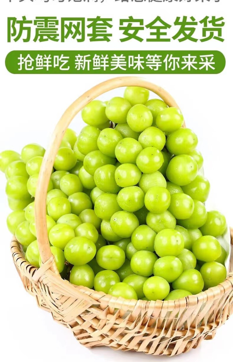 四川阳光玫瑰一件代发产地直发一手货源对接各大电商平台