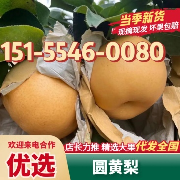 【实力】秋月梨砀山新鲜梨子产地直发一手货源