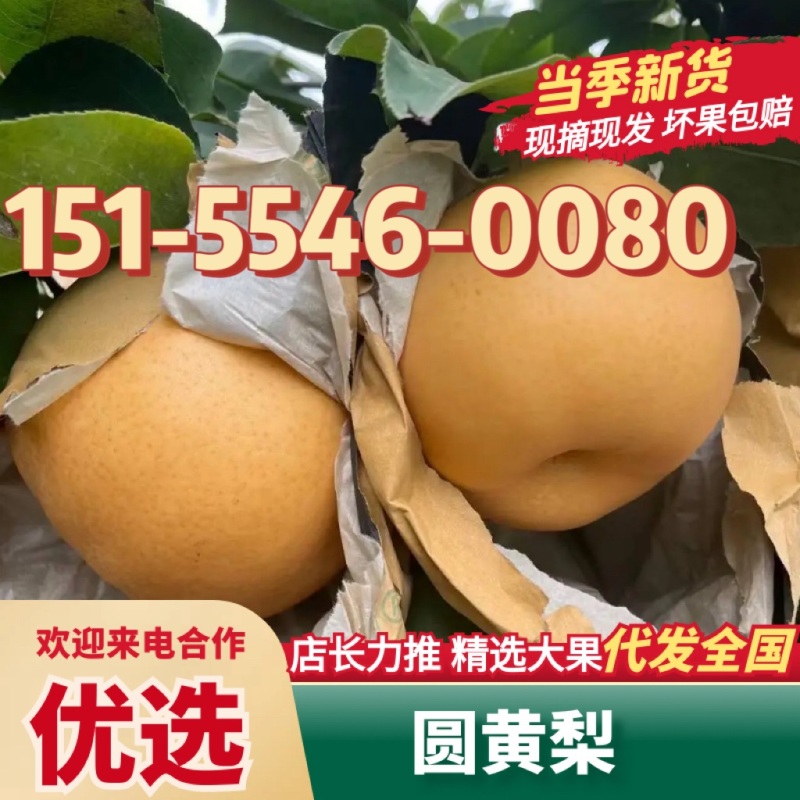 【实力】秋月梨砀山新鲜梨子产地直发一手货源