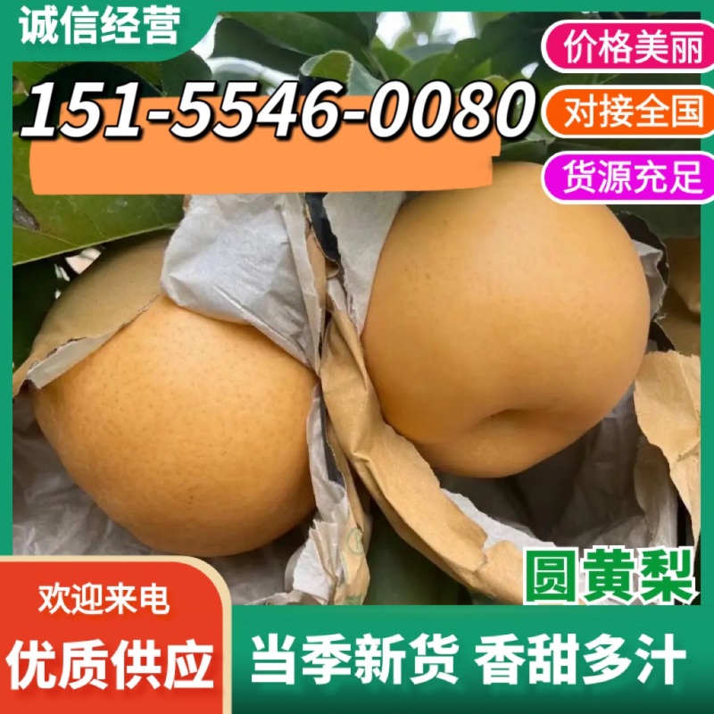 圆黄梨安徽砀山精品梨子新鲜梨无磕碰全国可发