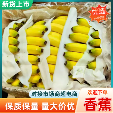 香蕉广西香蕉基地直发现摘现发供应全国市场电商
