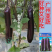 【广州亚蔬】天龙10号中熟长茄子种子基地大田春秋烧烤茄