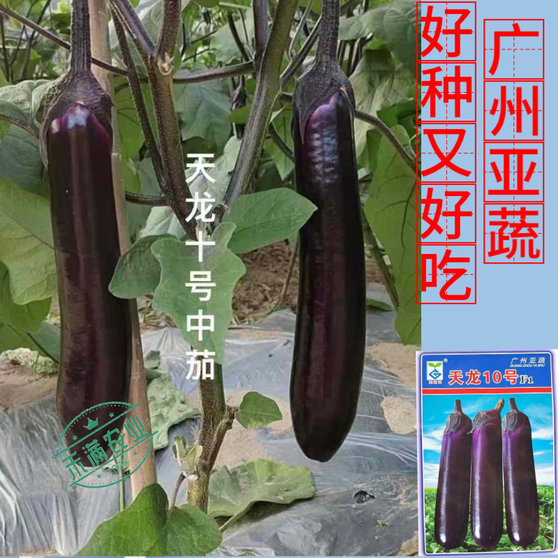 【广州亚蔬】天龙10号中熟长茄子种子基地大田春秋烧烤茄