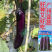【广州亚蔬】天龙10号中熟长茄子种子基地大田春秋烧烤茄