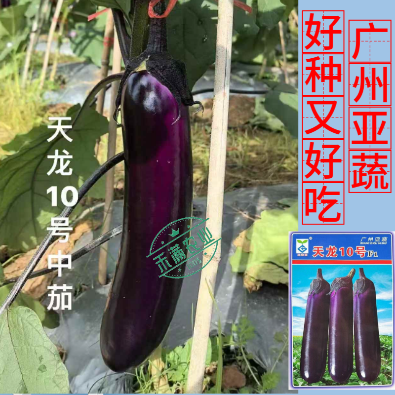 【广州亚蔬】天龙10号中熟长茄子种子基地大田春秋烧烤茄