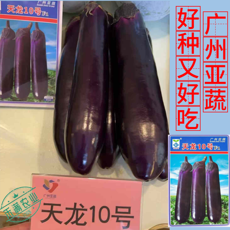 【广州亚蔬】天龙10号中熟长茄子种子基地大田春秋烧烤茄