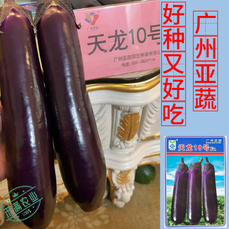 【广州亚蔬】天龙10号中熟长茄子种子基地大田春秋烧烤茄