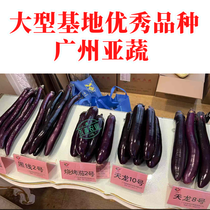 【广州亚蔬】天龙10号中熟长茄子种子基地大田春秋烧烤茄