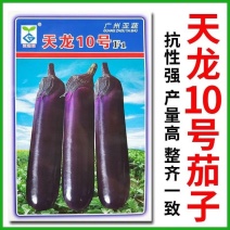 【广州亚蔬】天龙10号中熟长茄子种子基地大田春秋烧烤茄