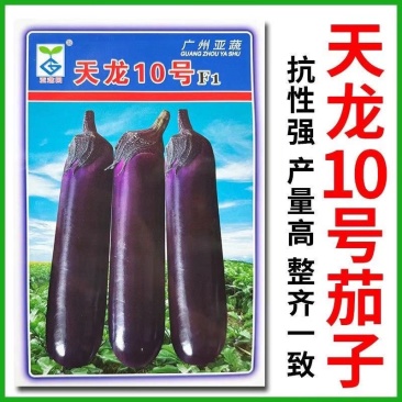 【广州亚蔬】天龙10号中熟长茄子种子基地大田春秋烧烤茄