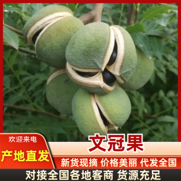 【优选】文冠果大量上市一手货源欢迎老板合作