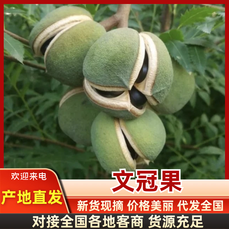 【优选】文冠果大量上市一手货源欢迎老板合作