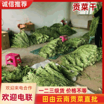 【三级菜】涡阳产地直发贡菜三级菜厂家直发价优可视频看货