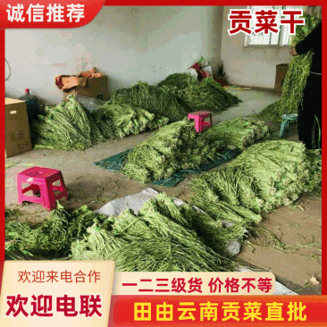 【三级菜】涡阳产地直发贡菜三级菜厂家直发价优可视频看货