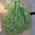 贡菜（一级）纯绿对接电商商超工厂价格实惠发货快