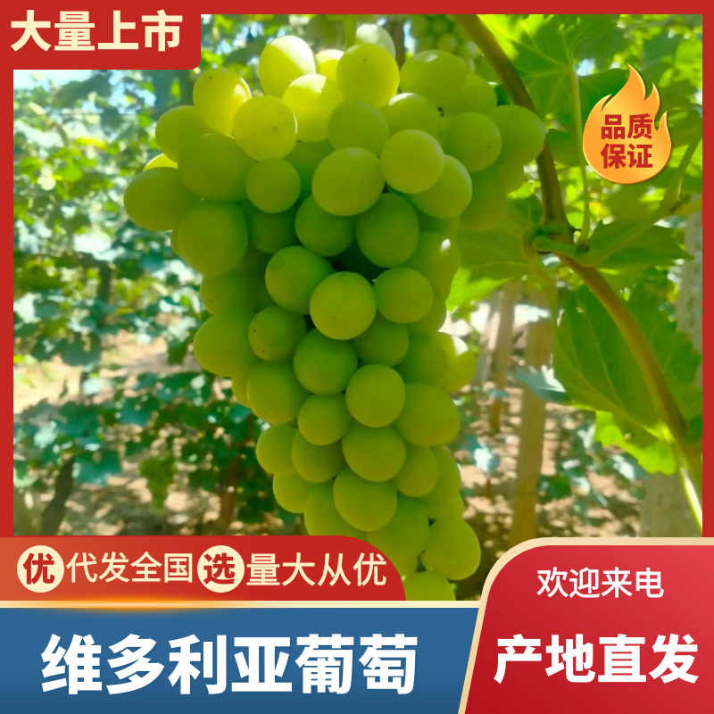 维多利亚葡萄青提果园发货实力供货