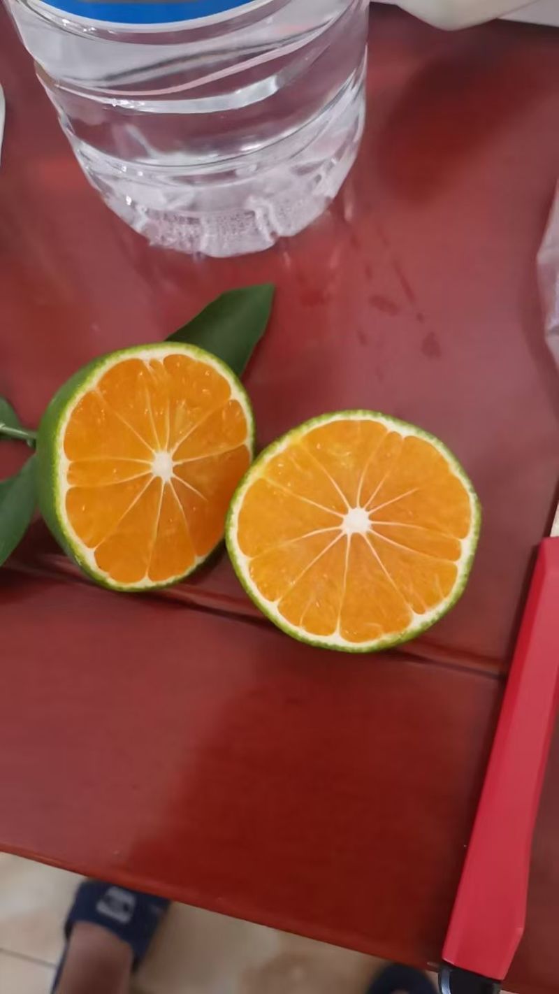 湖北一手货源蜜橘清甜可口对接全国量大从优欢迎采购热卖中