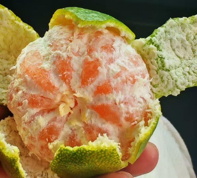 【实力供货】湖北蜜橘清甜可口价格美丽质量好走货快欢迎询价