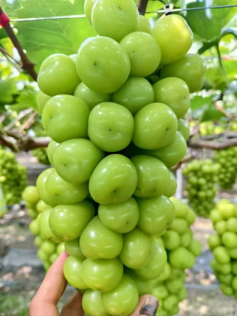 江苏阳光玫瑰一手货源可视频看货精品直发价格美丽