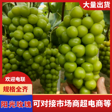 阳光玫瑰江苏精品货源新鲜采摘现采现发一条龙服务