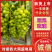 精品阳光玫瑰大量上市现摘现发供应全国欢迎咨询
