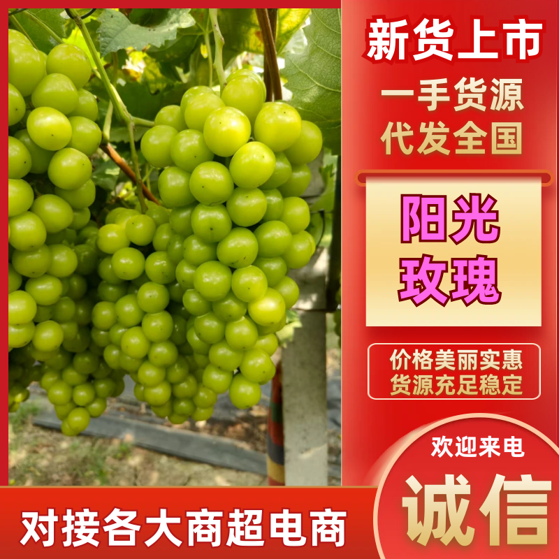 精品阳光玫瑰大量上市现摘现发供应全国欢迎咨询
