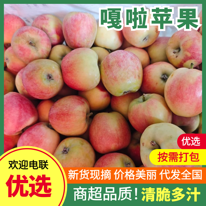 【礼泉嘎啦苹果】陕西早熟嘎啦苹果大量上市品质保证
