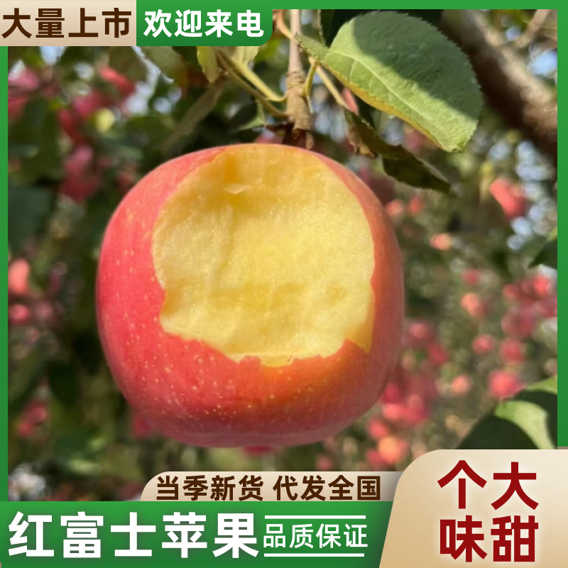 【优选】陕西红富士苹果脆甜汁多，量大从优欢迎选购