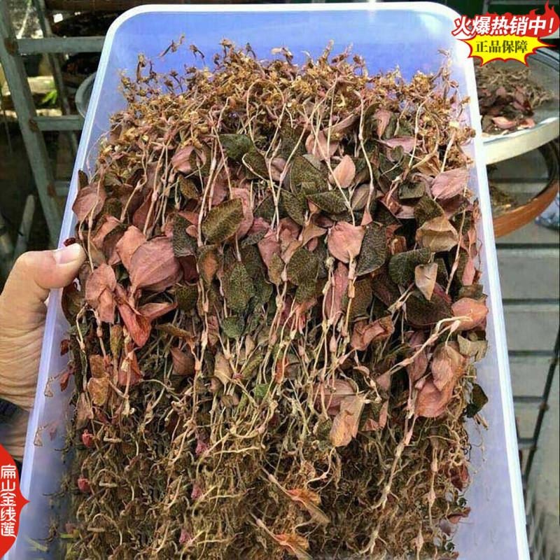 可食用新鲜福建金线莲干品红霞金线莲干货500G-1千克