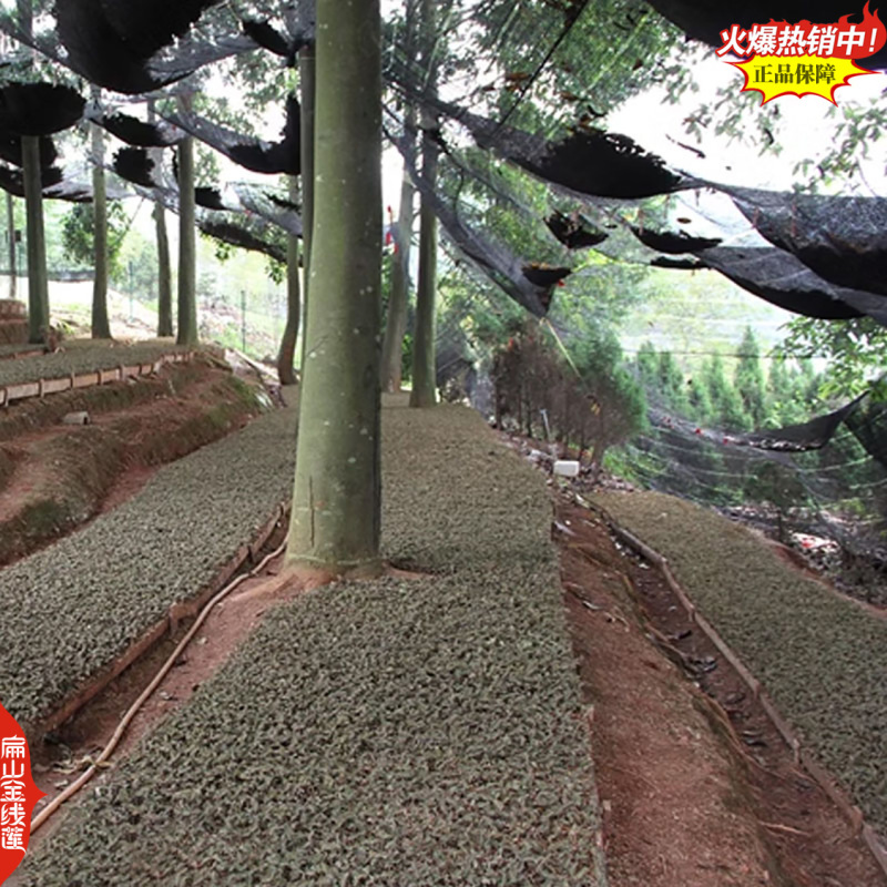 规模化林下福建红霞金线莲种苗种植基地台湾大圆叶仿野生