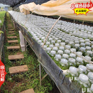福建龙岩上杭县扁山铁皮石斛种苗组培苗培育基地欢迎您考察