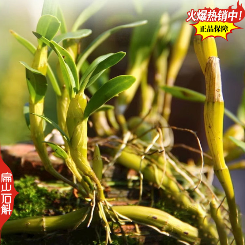 福建枫斗石斛种苗麝香檀香竹叶苗束花石斛鲜条可食用