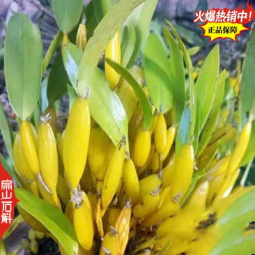 卖美花天宫石斛种苗培育球花黄构唇大魔鬼石斛品种规格众多