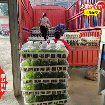 瞧鼓槌石斛种苗水草红灯笼鼓槌金果苗金耳石斛1丛